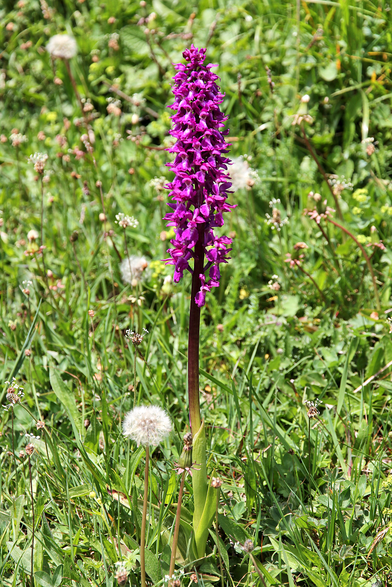 stattliches Knabenkraut (wilde Orchidee) (PIP)