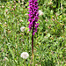 stattliches Knabenkraut (wilde Orchidee) (PIP)