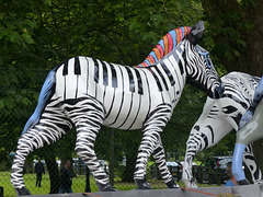 Zany Zebras On Parade_020 - 12 July 2016