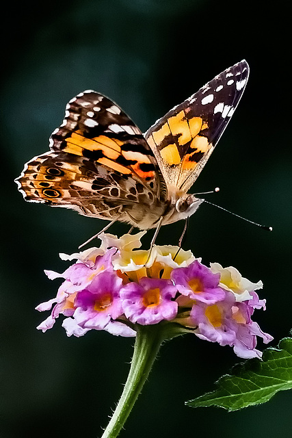 Distelfalter (Vanessa cardui)