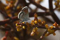 Western Pygmy Blue