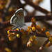 Western Pygmy Blue