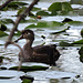 Wood Ducks