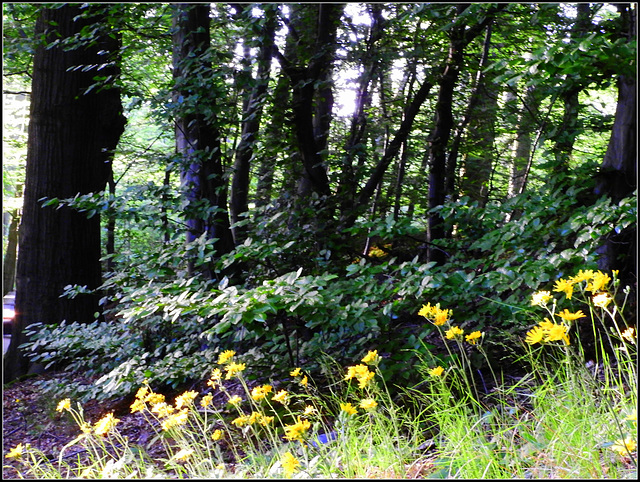 Forest border (2)