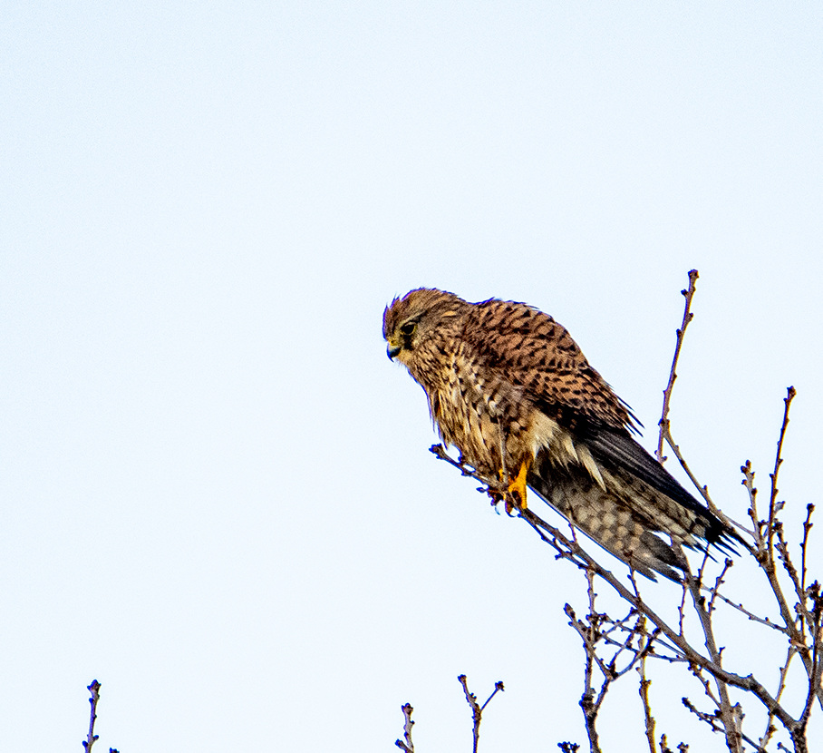 Kestrel