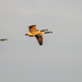 Canada geese