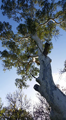 eucalyptus