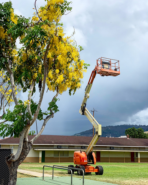 on Waialae Ave.