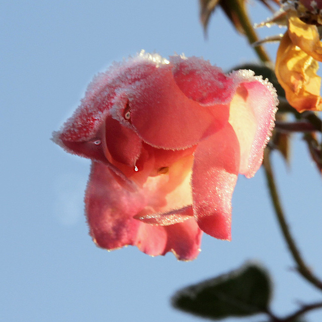 La goutte au nez