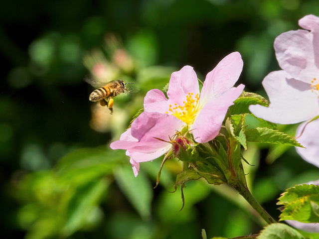 Bee about to land on a Dog Rose