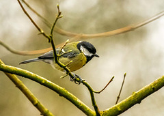 Great tit