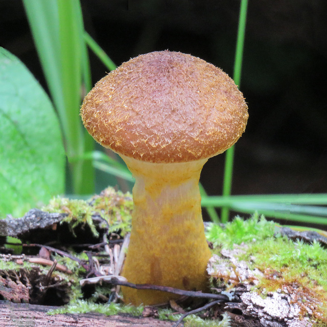 Honey mushroom / Armillaria millea