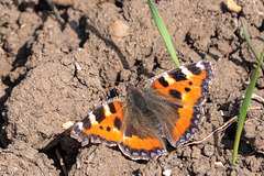 Small Tortoiseshell-DSZ1706