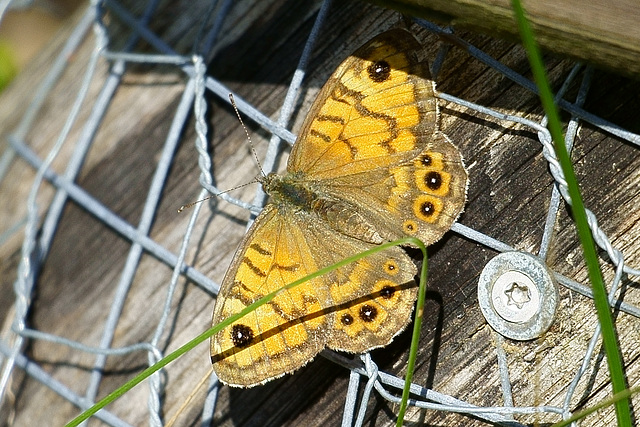 Mauerfuchs noch Ende September