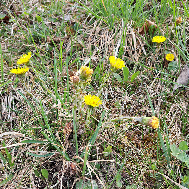 Huflattich (Tussilago farfara)