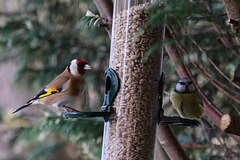 Goldfinch