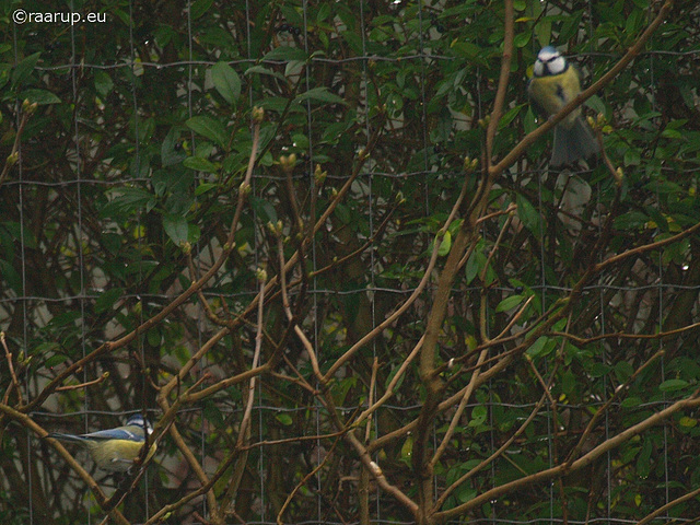 A pair of Blue Tits