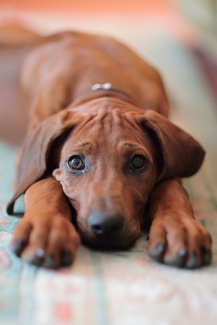 IMG 9245 RhodesianRidgebackPuppy dpp