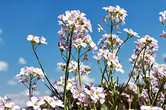 Wiesenschaumkraut