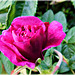 Rose au jardin avec note