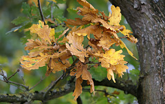 Dorure à la feuille