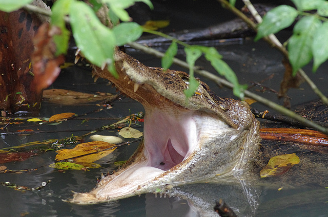 Spectacled Caiman