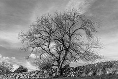 Dartmoor -20170405