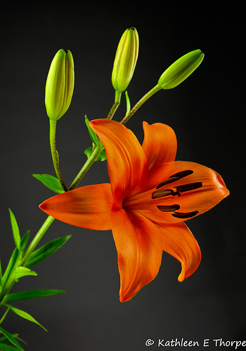 Orange Lily