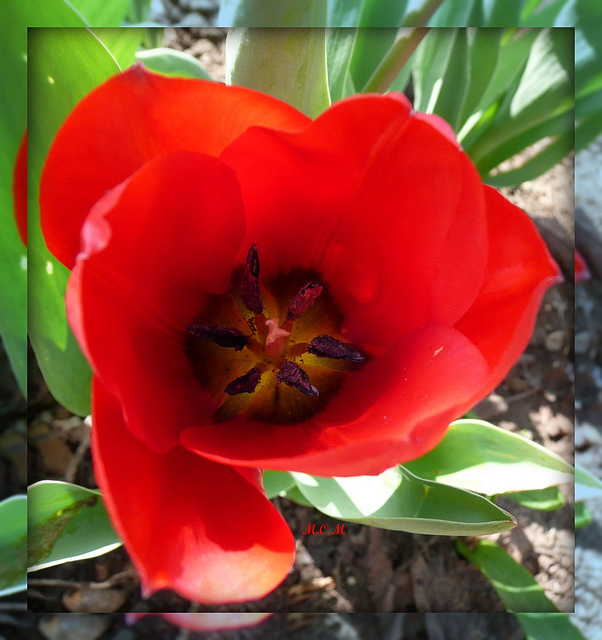 Tulipe**************