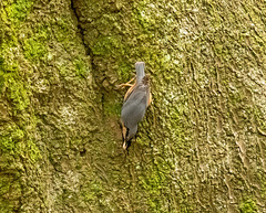 Nuthatch