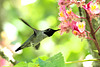 Hummingbird in Red Horse Chestnut Tree