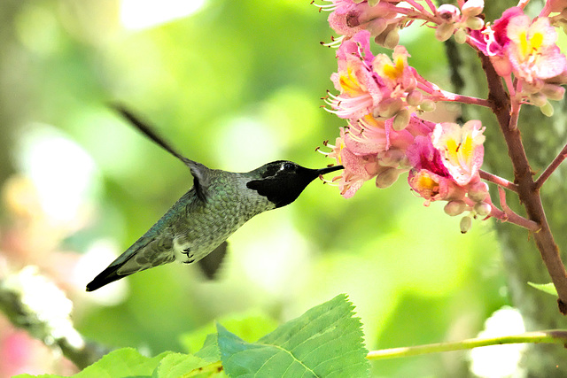 Hummingbird in Red Horse Chestnut Tree