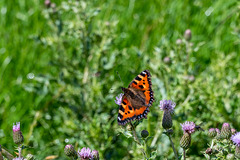 Small Tortoiseshell-DSZ4758