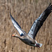 Greylag goose