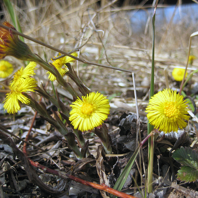 Huflattich (Tussilago farfara)