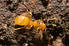 IMG 7306 Ant-1