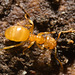 IMG 7306 Ant-1