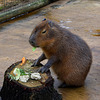 Nice table for a Capybara!