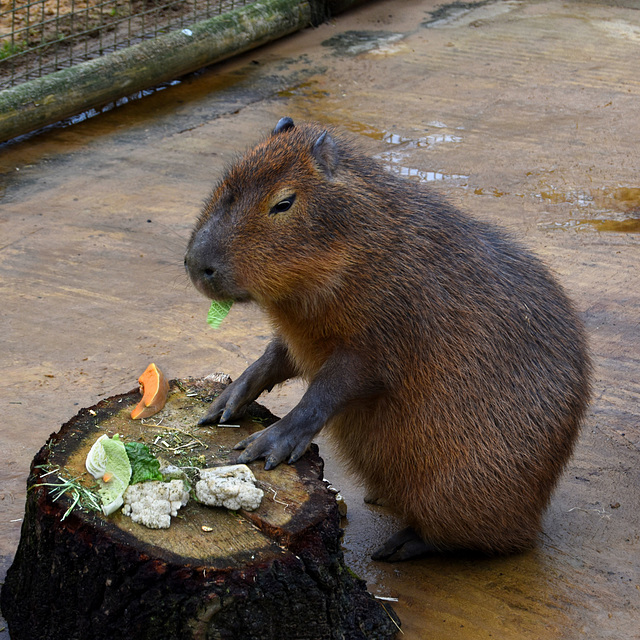 Nice table for a Capybara!