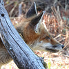 VULPES vulpes