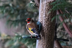 Goldfinch