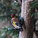 Goldfinch