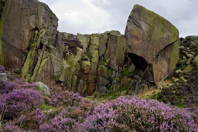 Heather and rock