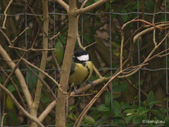 Great Tit