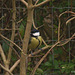 Great Tit