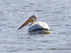 American White Pelican