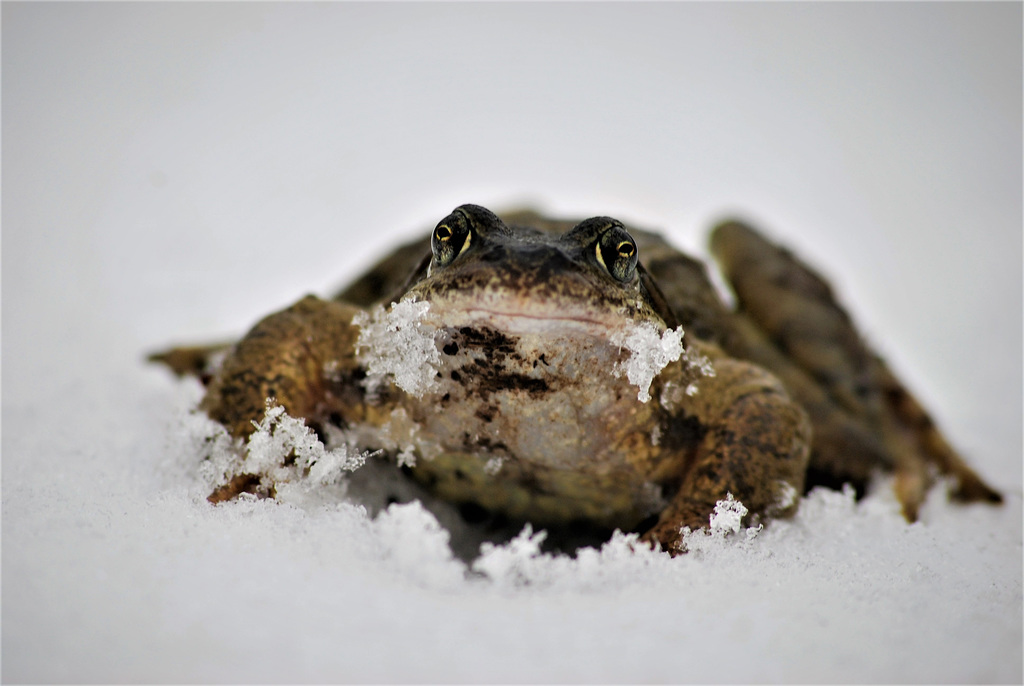 Common Toad in the snow.