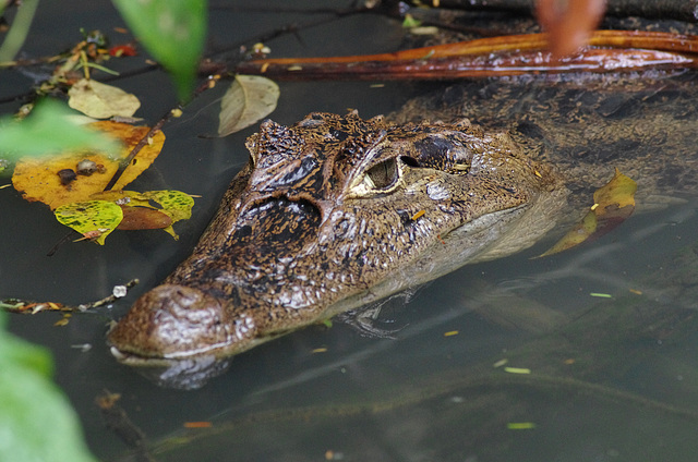 Spectacled Caiman