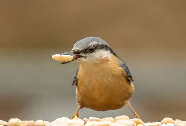 Nuthatch collecting peanuts