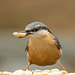 Nuthatch collecting peanuts